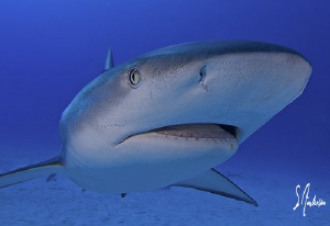 Close up and personal with Reef Sharks at El Dorado Reef ... by Steven Anderson 